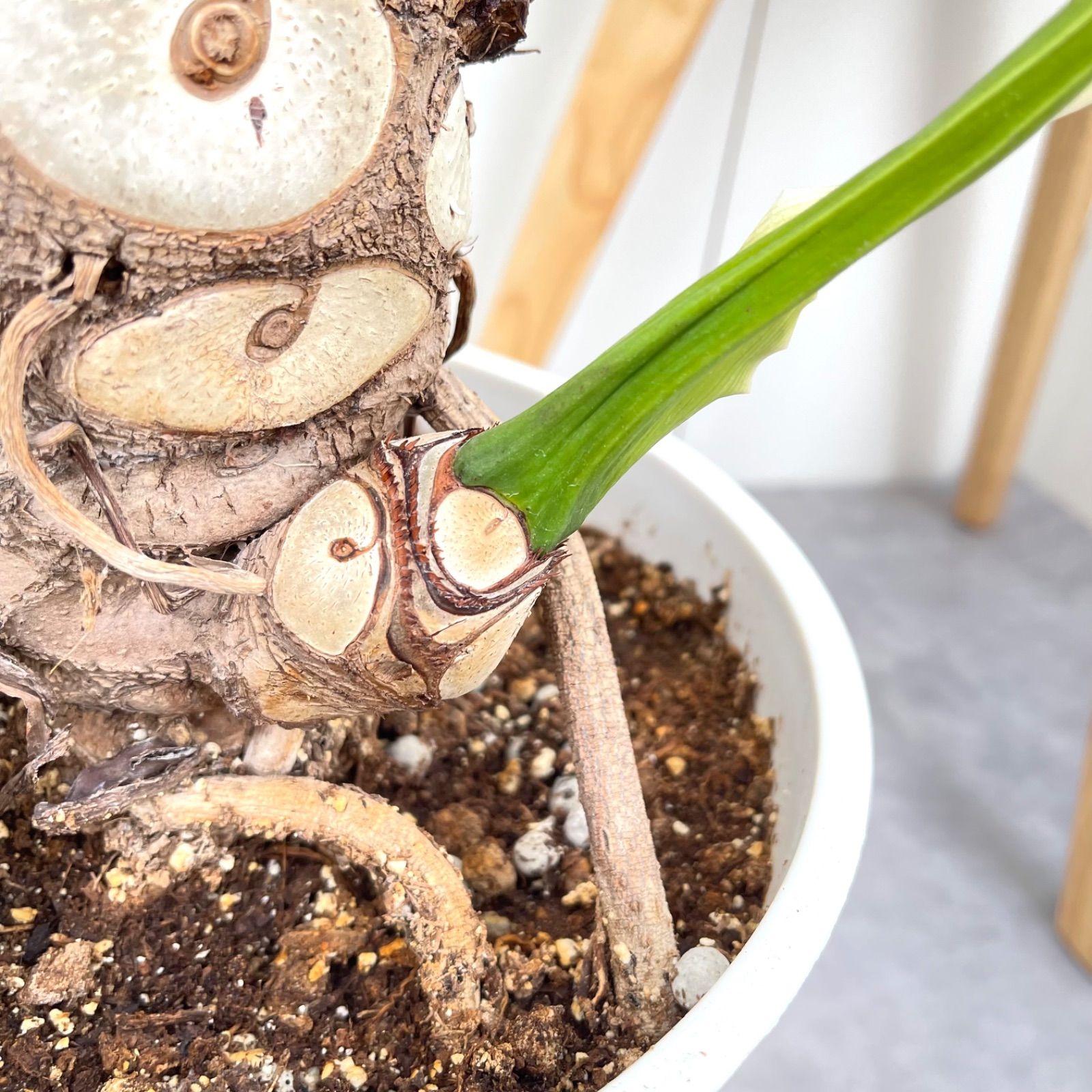 引き取り限定☆1 セローム 8号 幹上がり 個性的 フィロデンドロン 観葉