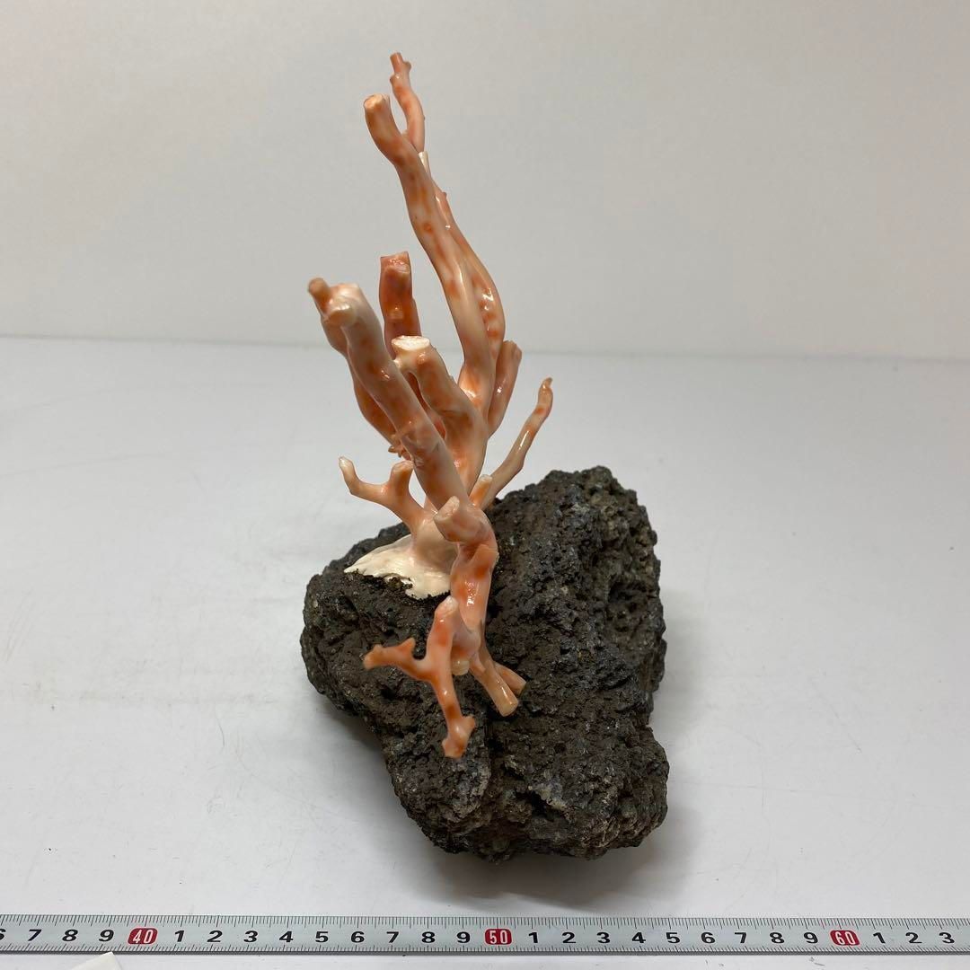 本珊瑚　桃色珊瑚　原木　1982g  トヒチサ 東さ6-0208① 本珊瑚 桃色珊瑚 原木 1982g トヒチサ 東さ6-0208① 2025年最新】珊瑚原木