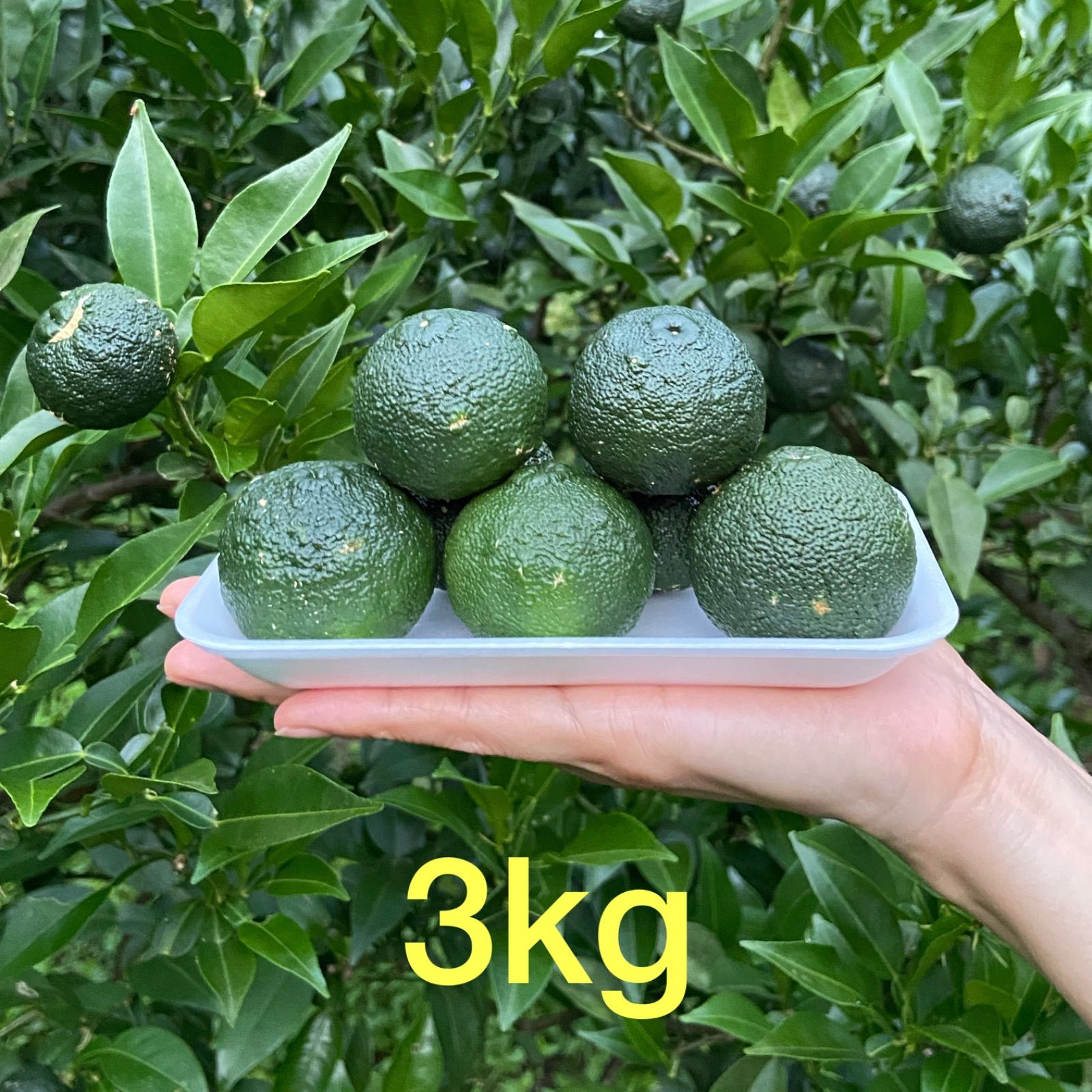 ゆず（青柚子）２kg(40個〜)＊収穫後発送＊農薬不使用＊徳島県3 通販