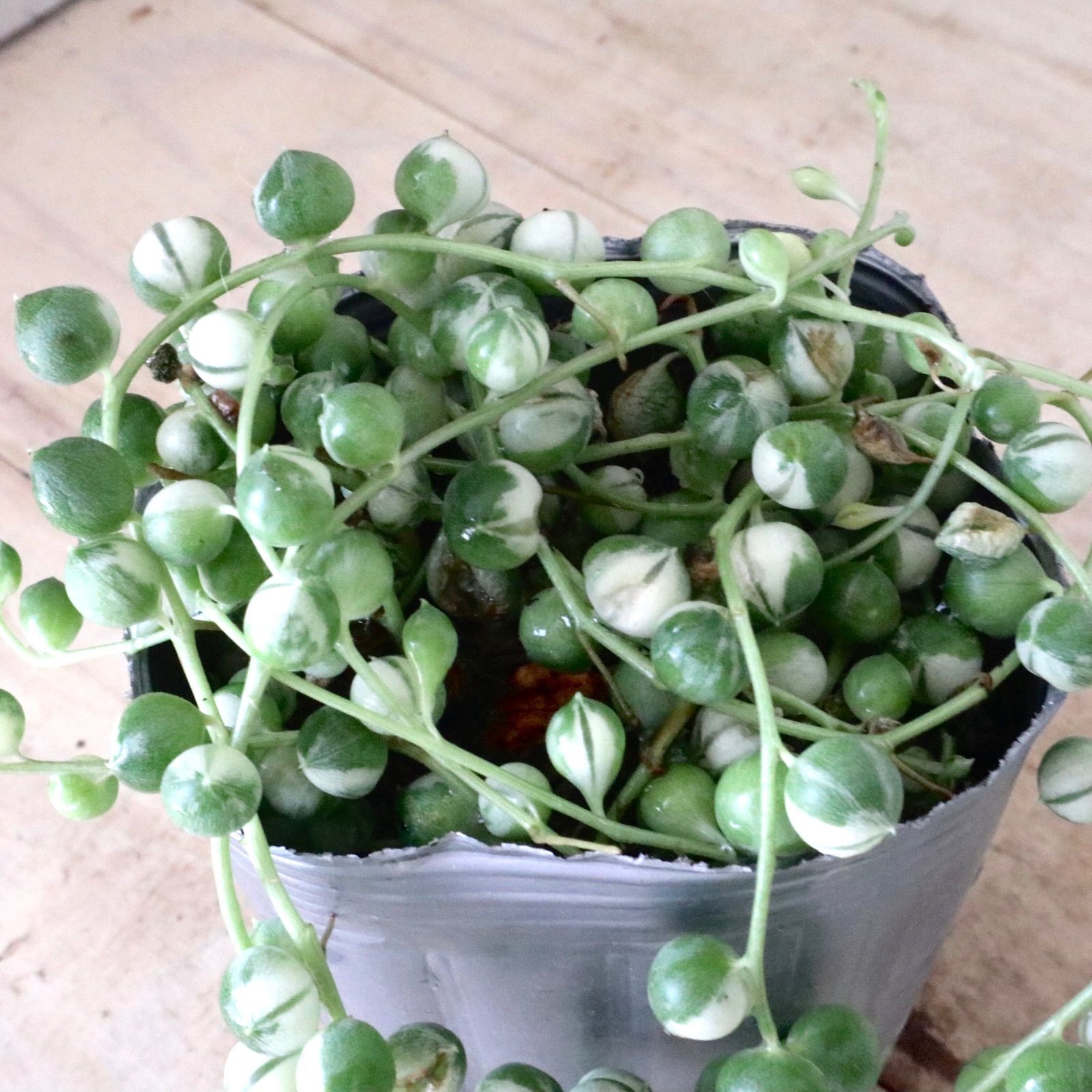 斑入り♡グリーンネックレス♡多肉植物 - メルカリ