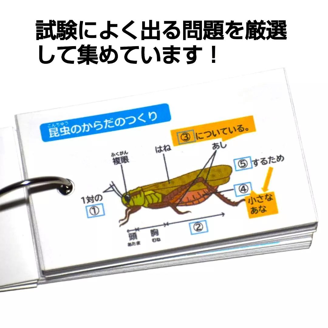 21】小学生理科 生物 暗記カード(中学受験対策、予習・復習