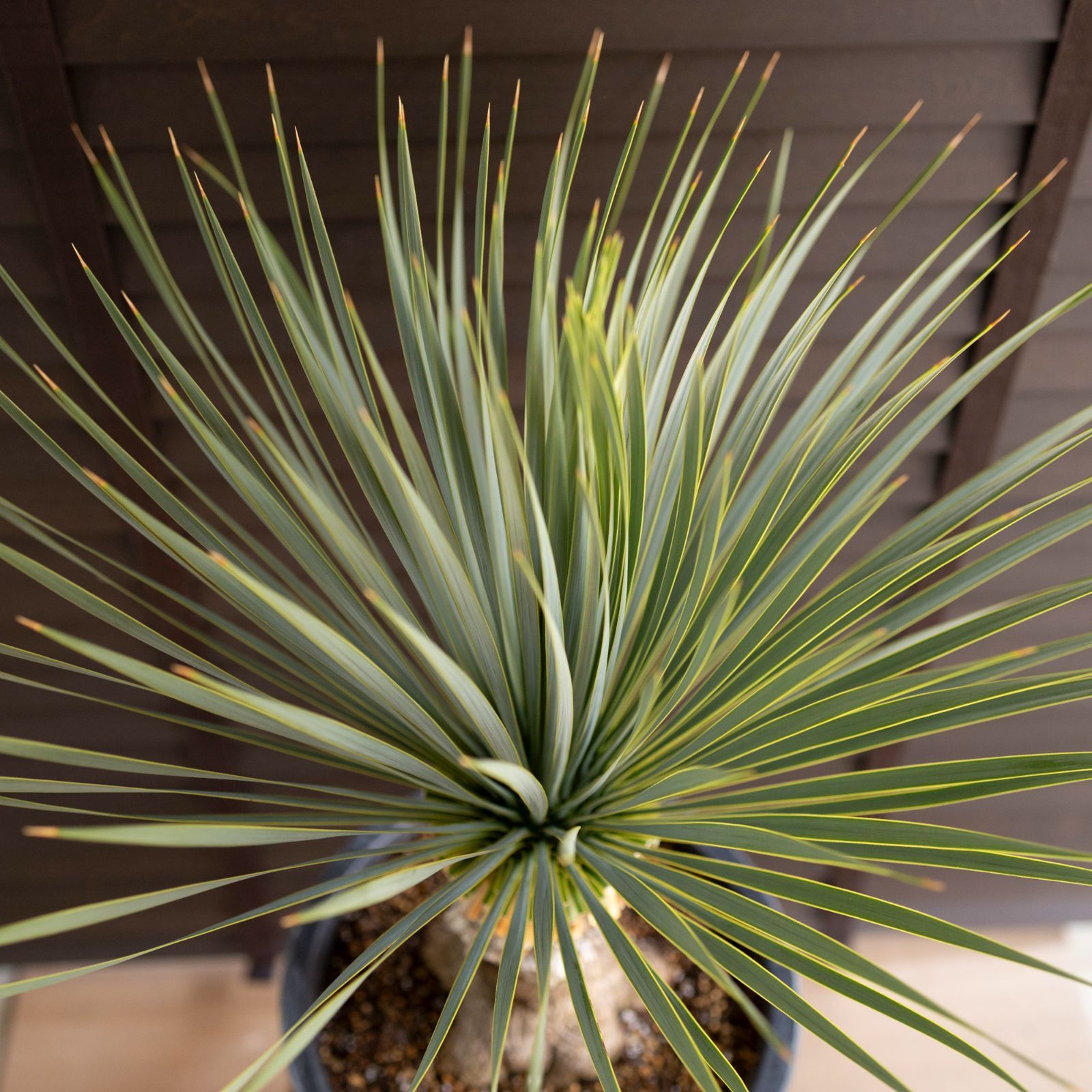 ユッカ ロストラータ Rostrata 9号 陶器鉢 観葉植物 ドライ