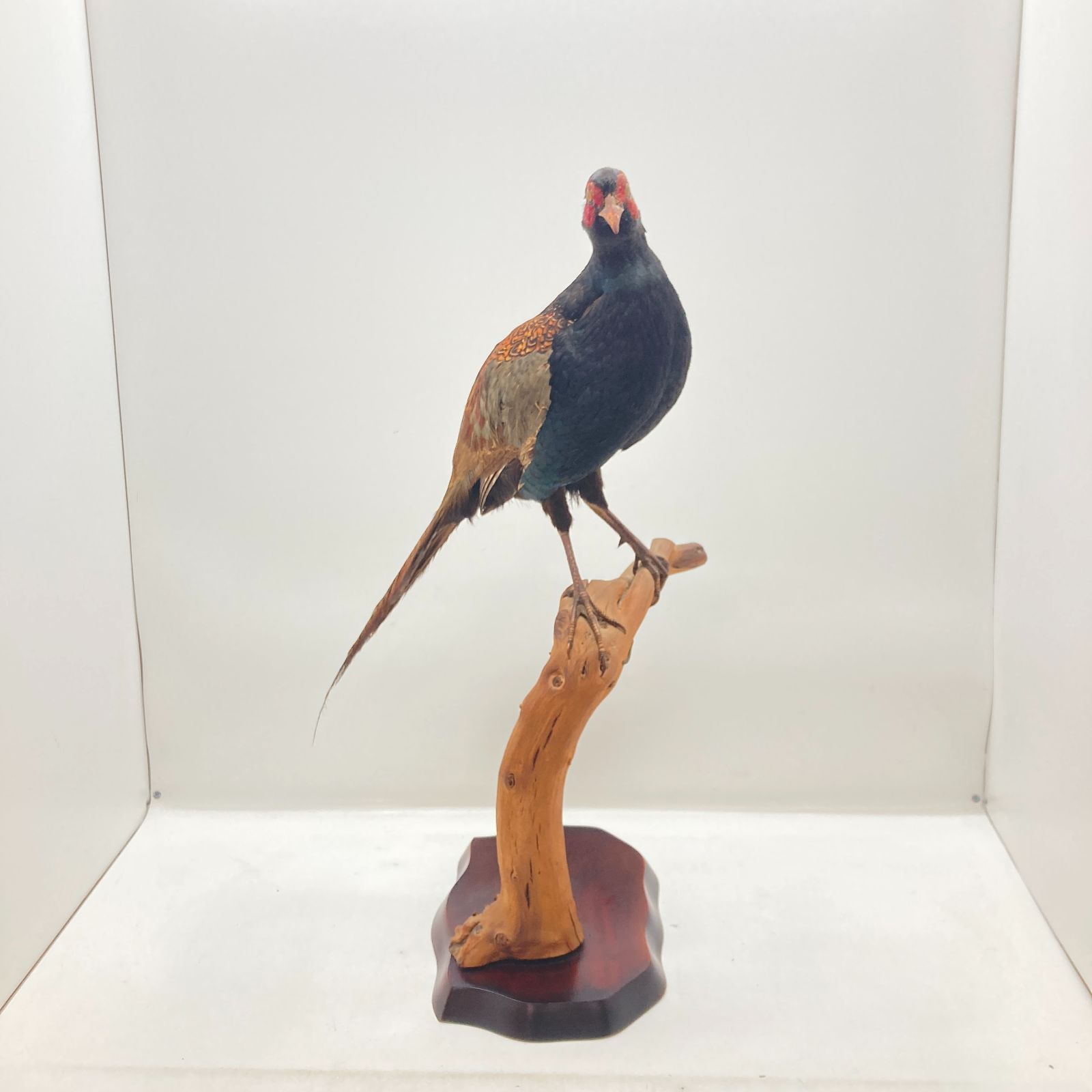 06m0593 コウライキジ 剥製 鳥 キジ科 【中古品】