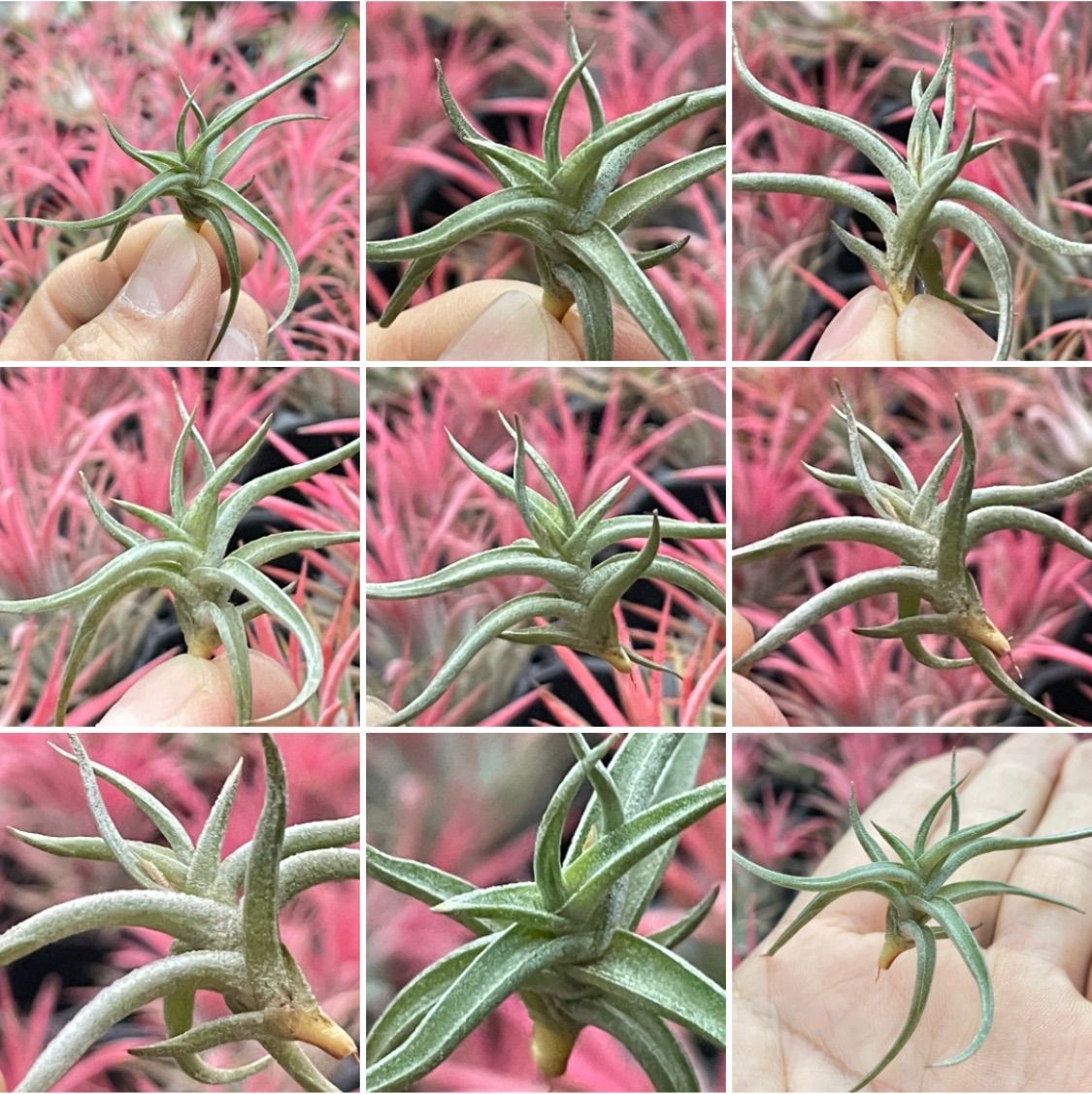 チランジア レクタングラ Tillandsia rectangulaエアプランツ - メルカリ