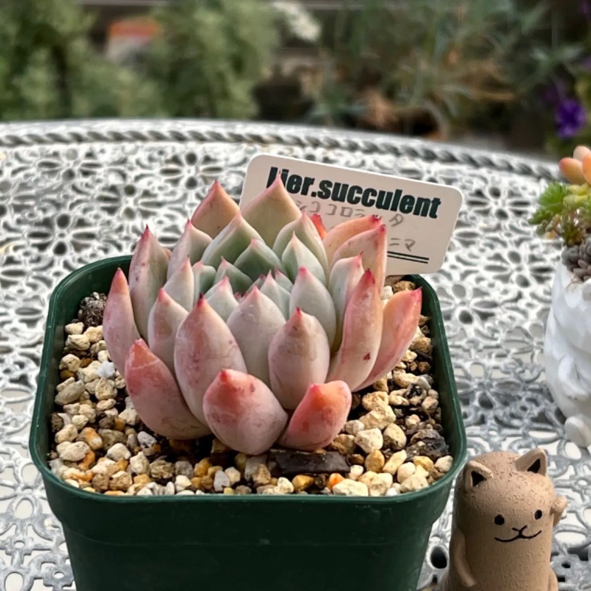 多肉植物 ☘️ リエールさん苗 メキシココロラータ×メキシコ