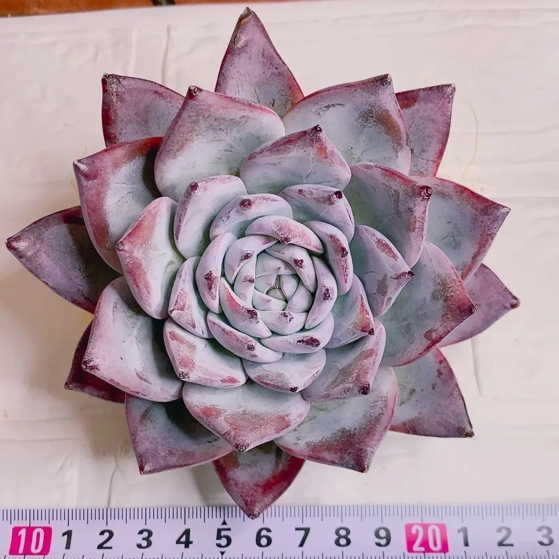 ブラックサバス多肉植物 韓国苗 特大❣ ➁ k - メルカリ