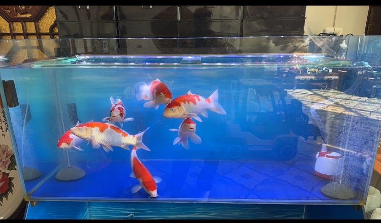 三層式濾過槽水槽三段式上部フィルター物理と生物濾過フィルター硬質ボックス水質メンテナンス効果あり対応水槽90cm以上HE9015個ボックス