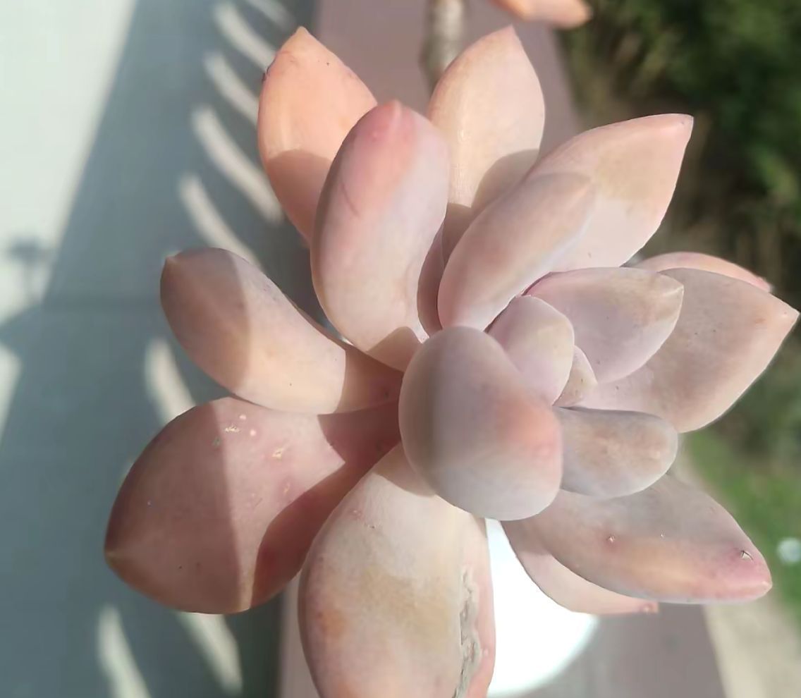 多肉植物 キャンディグレープ - メルカリ