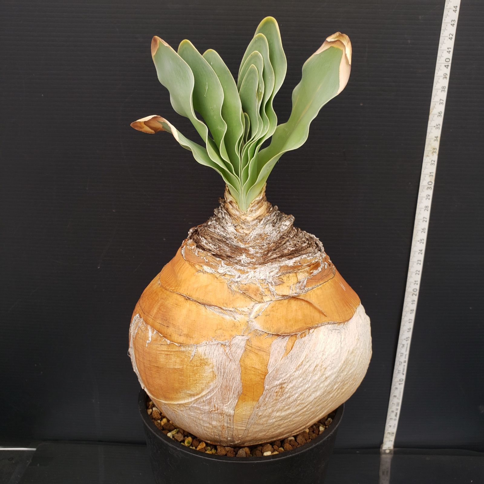 T445【自社養生株】ブーファン ハエマンソイデス（現地球・発