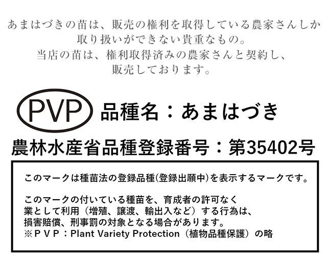 さつまいも サツマイモ