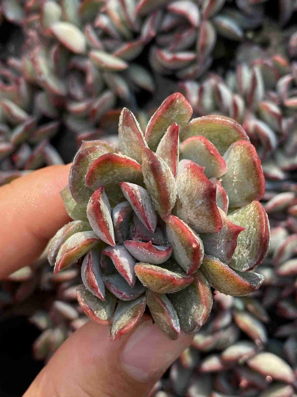 アガベ トランカータ錦 トリカラー ① 斑入り 4 パリー トランカーター