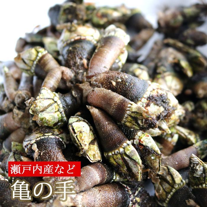 亀の手 生 2kg 未冷凍 かめのて カメノテ 冷蔵便