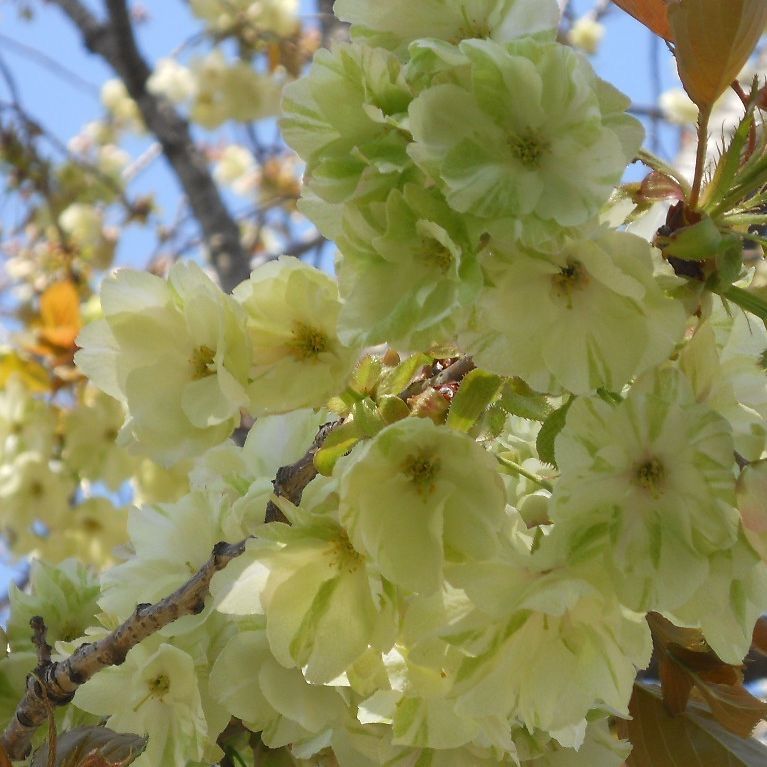 苗木】 鬱金 ウコン 黄桜 サクラ 桜 苗木 苗 桜の木 花見 記念樹 庭木