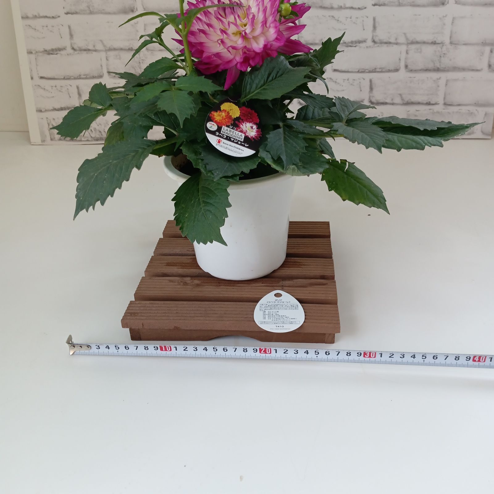 鉢花 観葉植物 ダリア ラベラマジョーレ 5号 インテリア 運気アップ