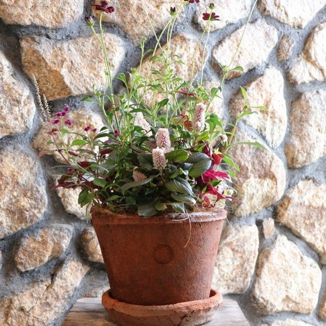 当店オリジナル キューガーデン Kew Garden ランカ キューレッドのシックな秋の寄せ植え 現品１９６