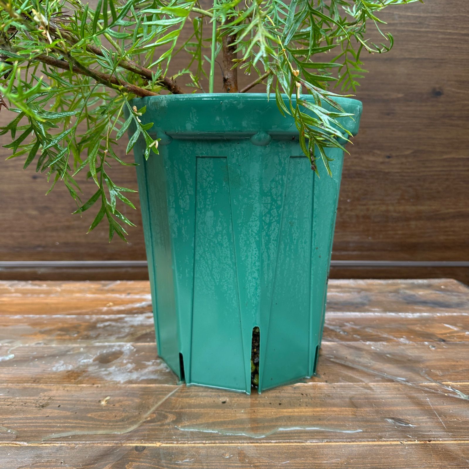 オージープランツ