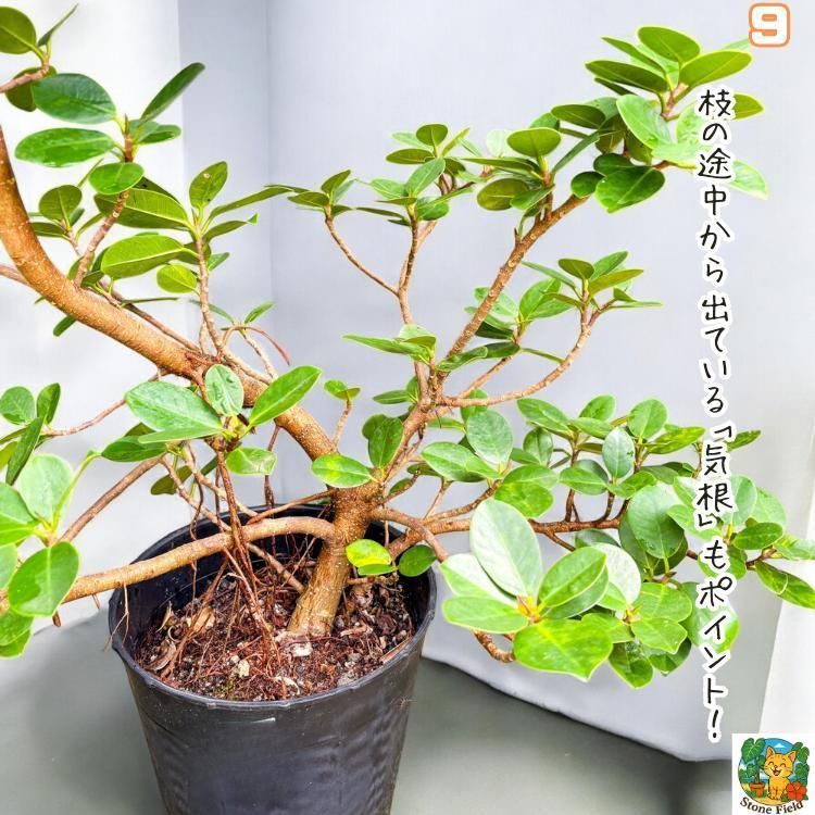 一点モノ】存在感バツグン！パンダガジュマル9｜丈夫で育て