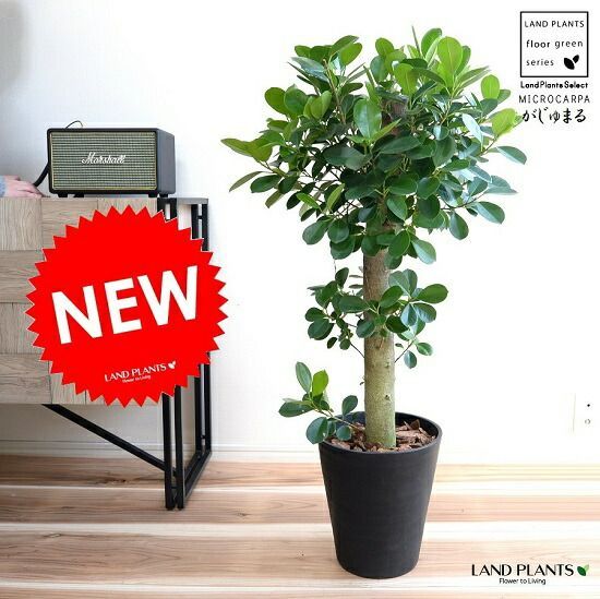 パンダガジュマル　コパンダ接木　10号超１点もの パンダガジュマル コパンダ接木 10号超1点もの パンダガジュマル