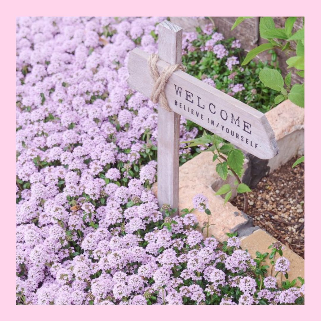 100粒 お花の絨毯♪一面甘いピンクのハーブ ✦クリーピングタイム✦ 花の種 ❀FLOWERお花野菜の種セール中 メルカリ