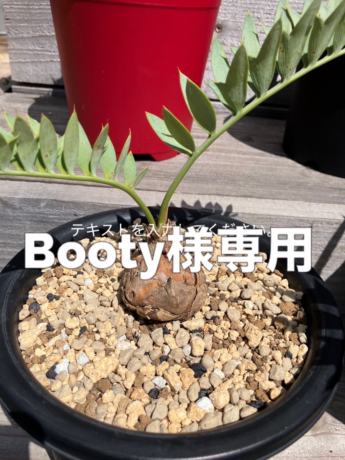 現品］F フィロデンドロン ジャイアントザナドゥ 幹上がり 8号