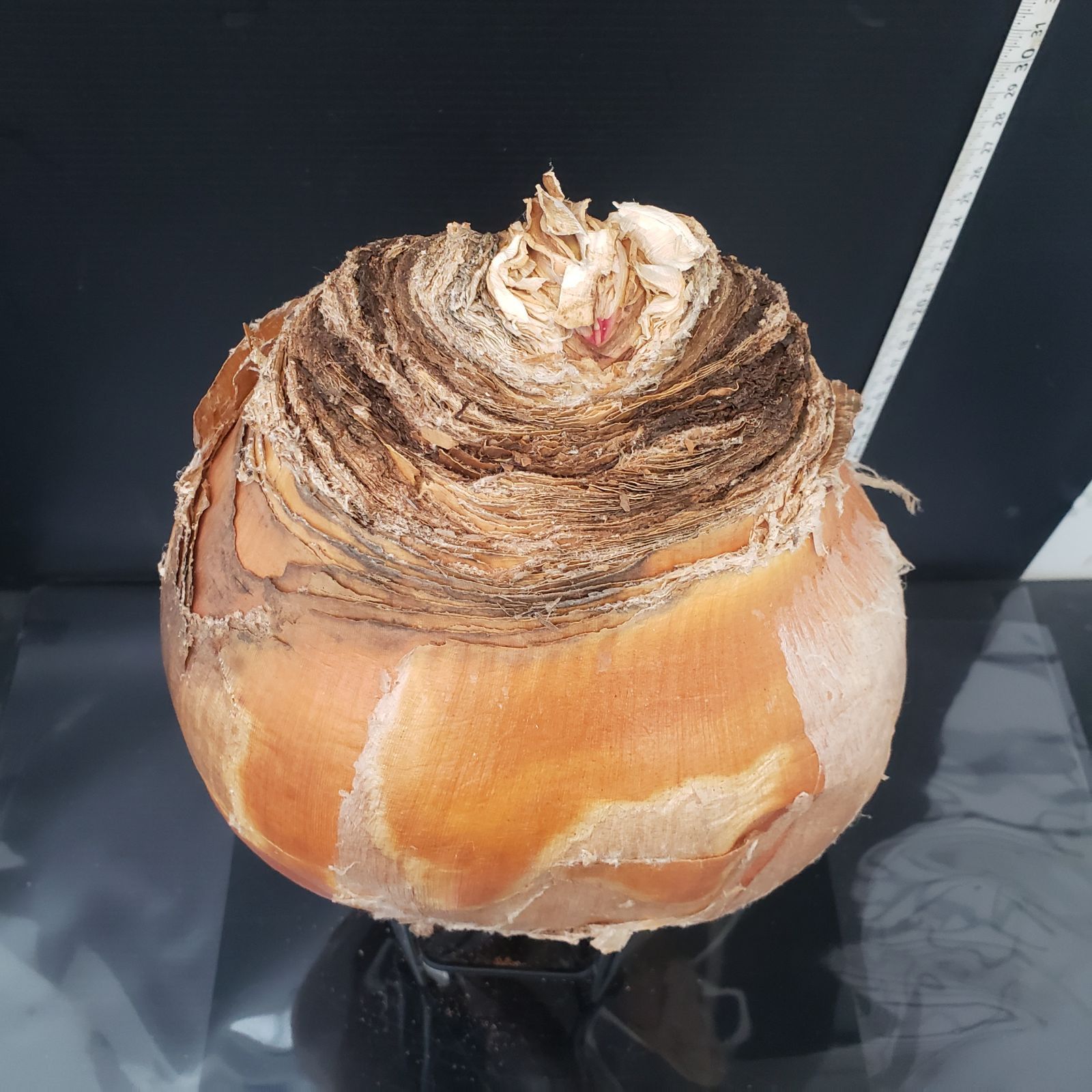 ハエマンソイデス