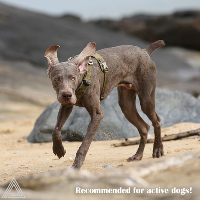 小型犬 中型犬