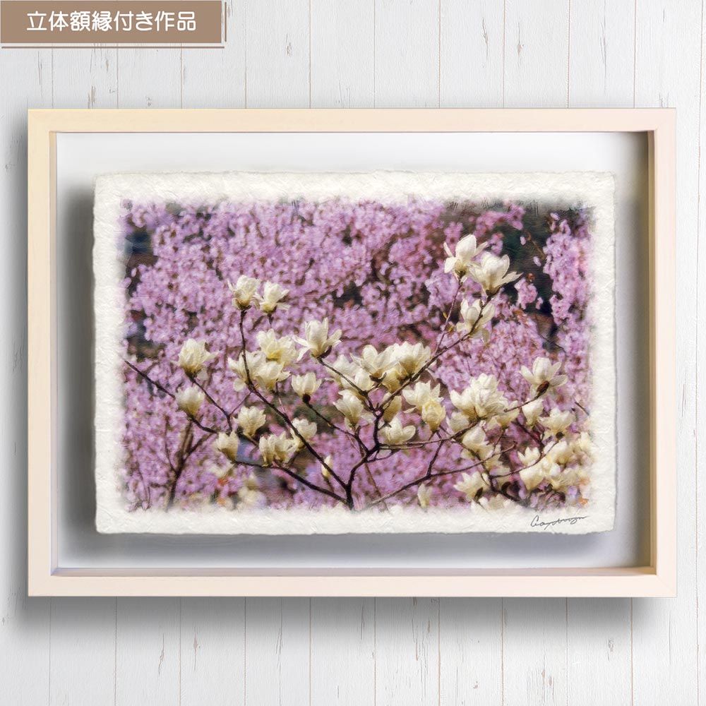 良質な商品 和紙の絵写真 「彼岸桜の中のハクモクレン」 立体額縁付き