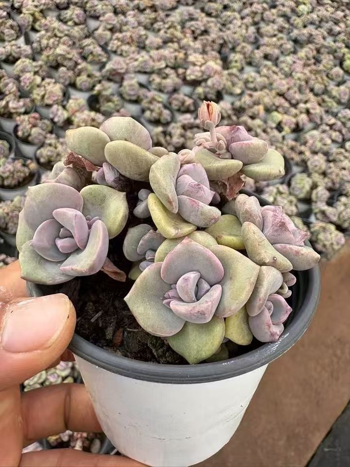 30株の抜き苗セット】 虹のキャンデー錦（3頭） 多肉植物 佐川急便