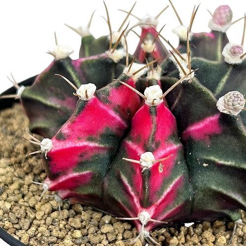 サボテン ギムノカリキウム ミハノビッチ(緋牡丹錦) 3号 個体J
