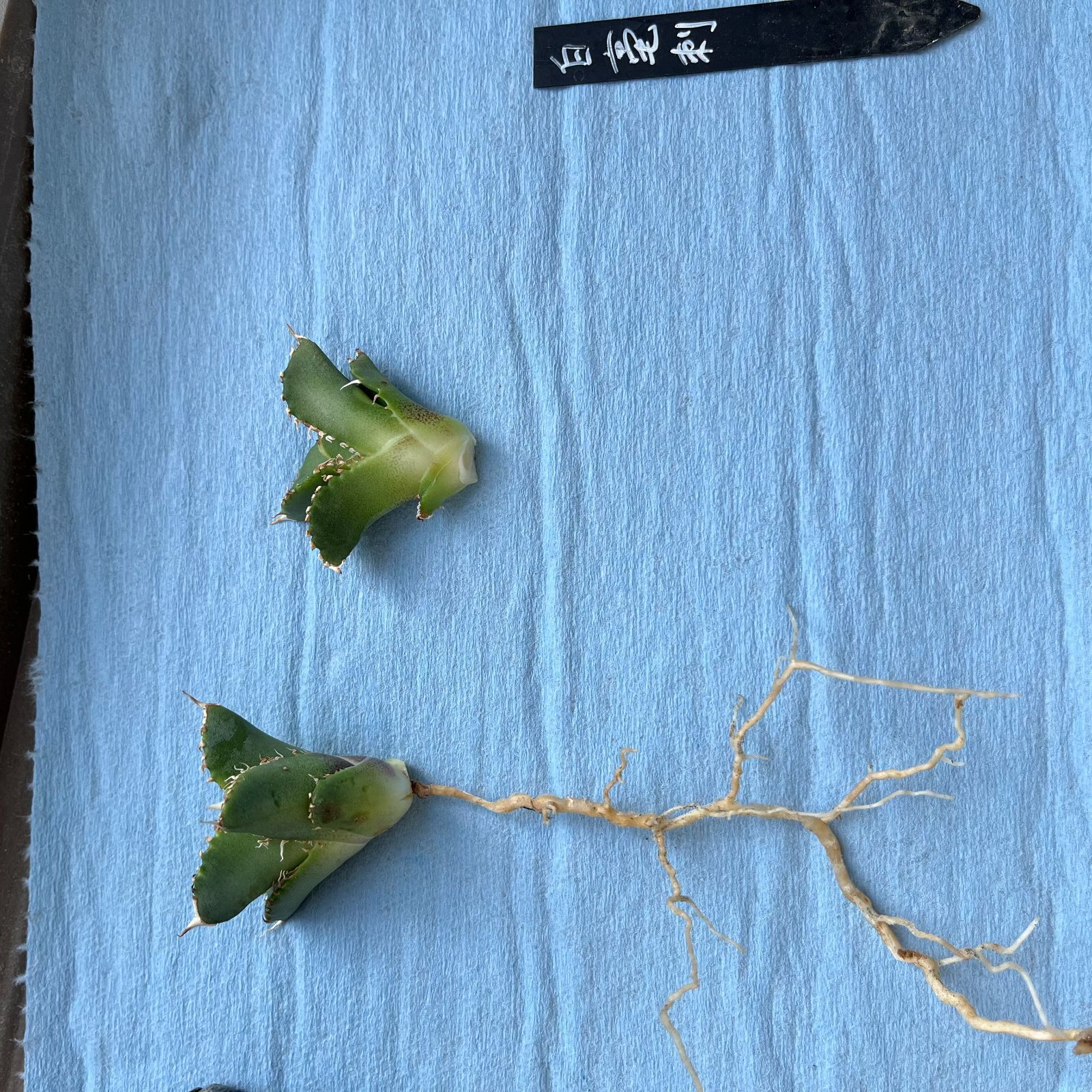 Agave titanota 白豪刺 子株 根付き 龍球會 アガベ チタノタ ①