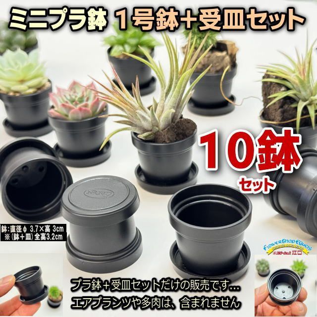 ミニプラ鉢専門店＊1号鉢黒ミニプラ鉢＋受皿⇒10セット＊エアプランツ