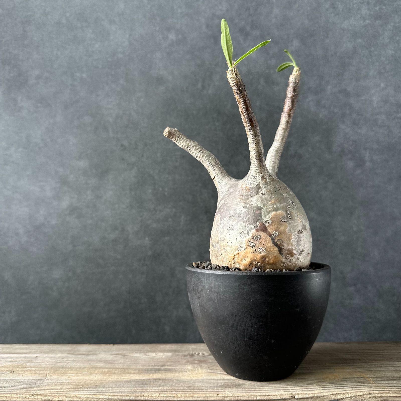 現地球・発根済S】パキポディウム グラキリス 鉢付き 塊根植物