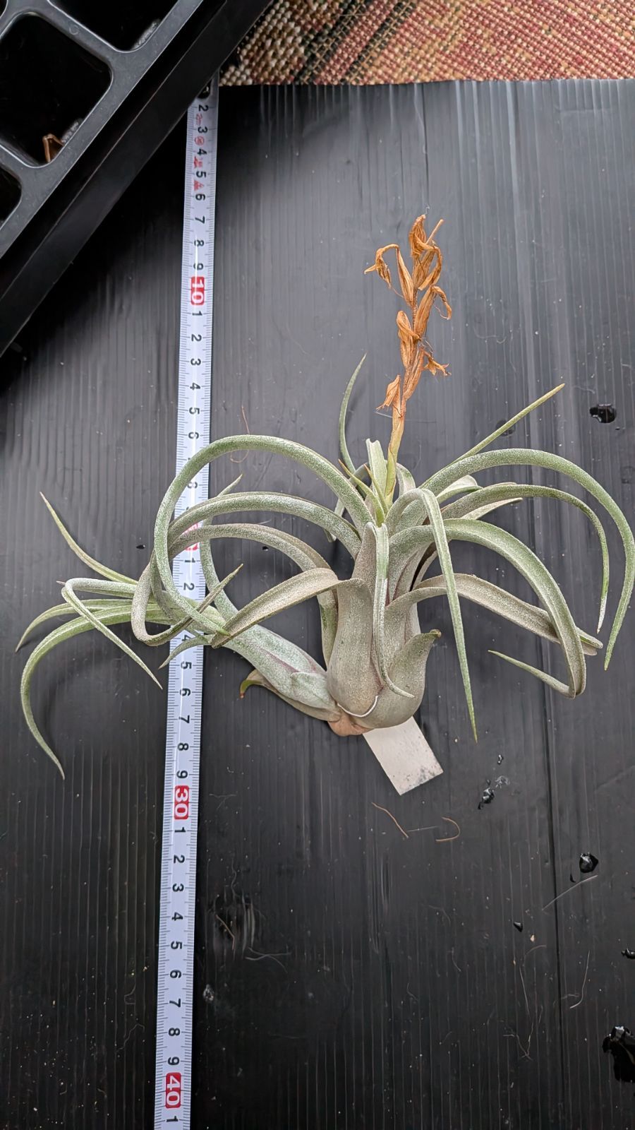 チランジア Sister Theresa