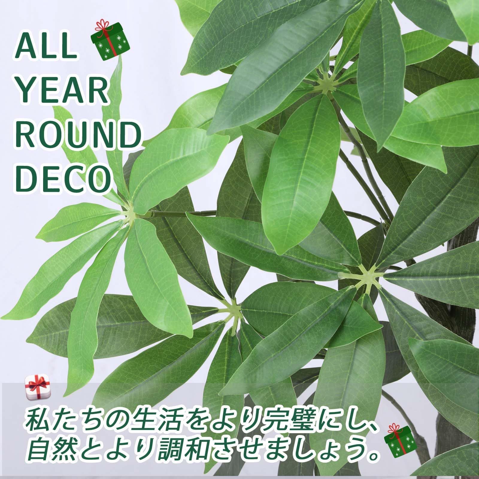 パキラ 高さ120cm