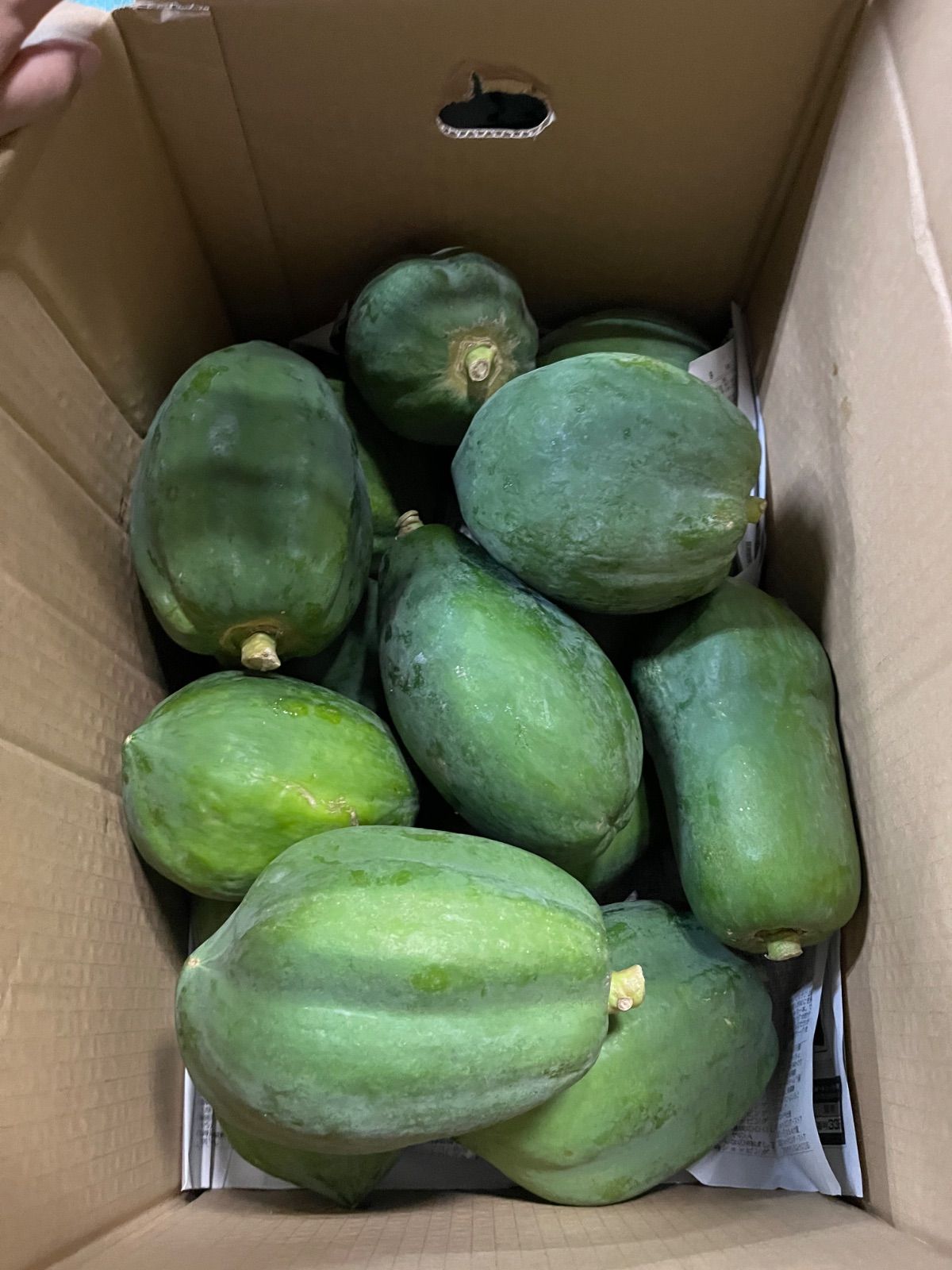 訳あり セール 青パパイヤ 20キロ 訳あり青パパイヤ 20キロ