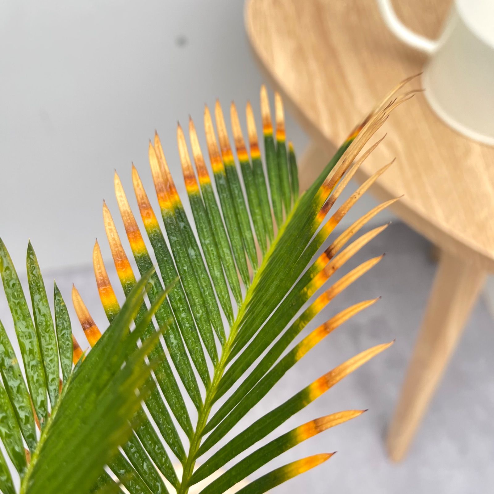 蘇鉄　金環蘇鉄　13【現品】☆希少☆ 観葉植物　ドライガーデン 蘇鉄 金環蘇鉄 13【現品】☆希少☆ 観葉植物 ドライガーデン