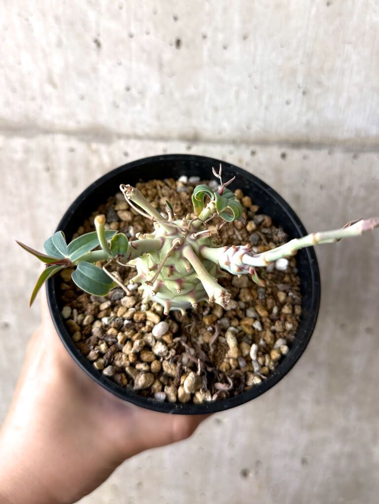 ヤトロファ マルギナータ ヤトロファ：マルギナータ 2.5号23-04 の通販