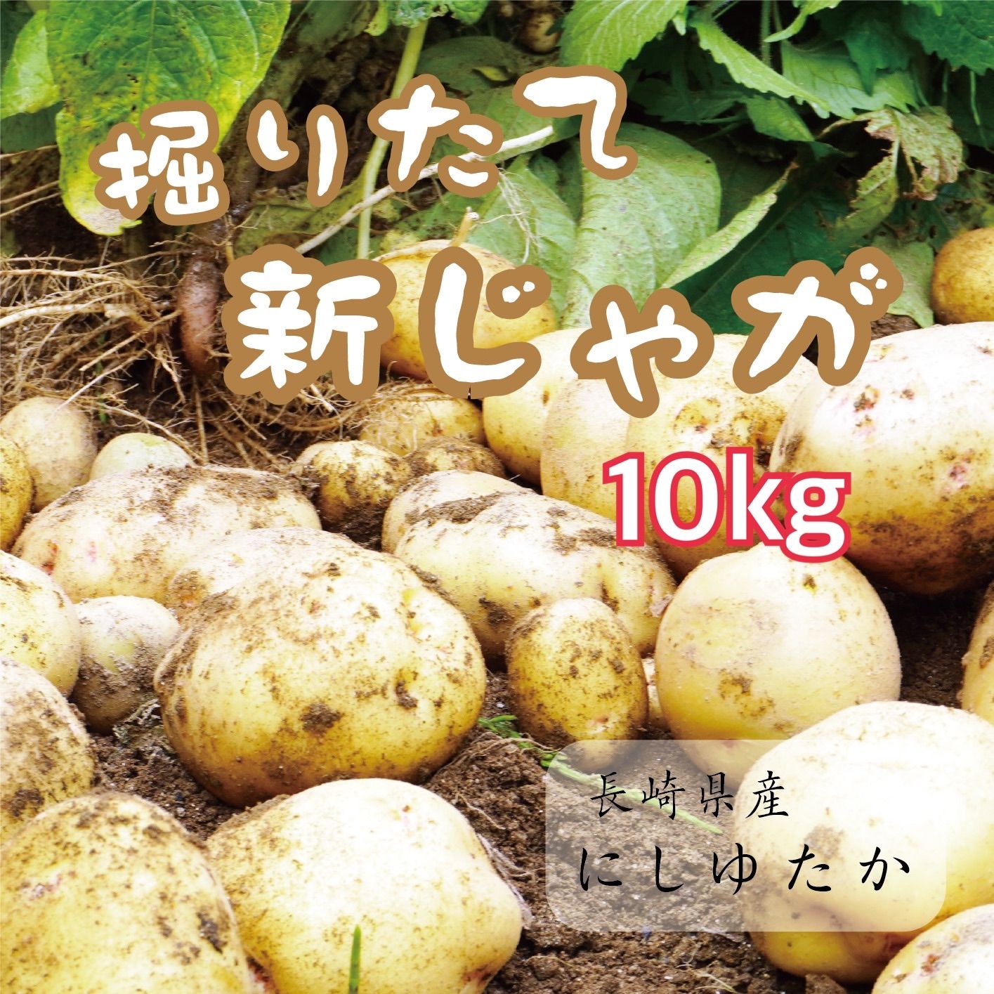 長崎県産 新じゃがいも 10キロ - 野菜