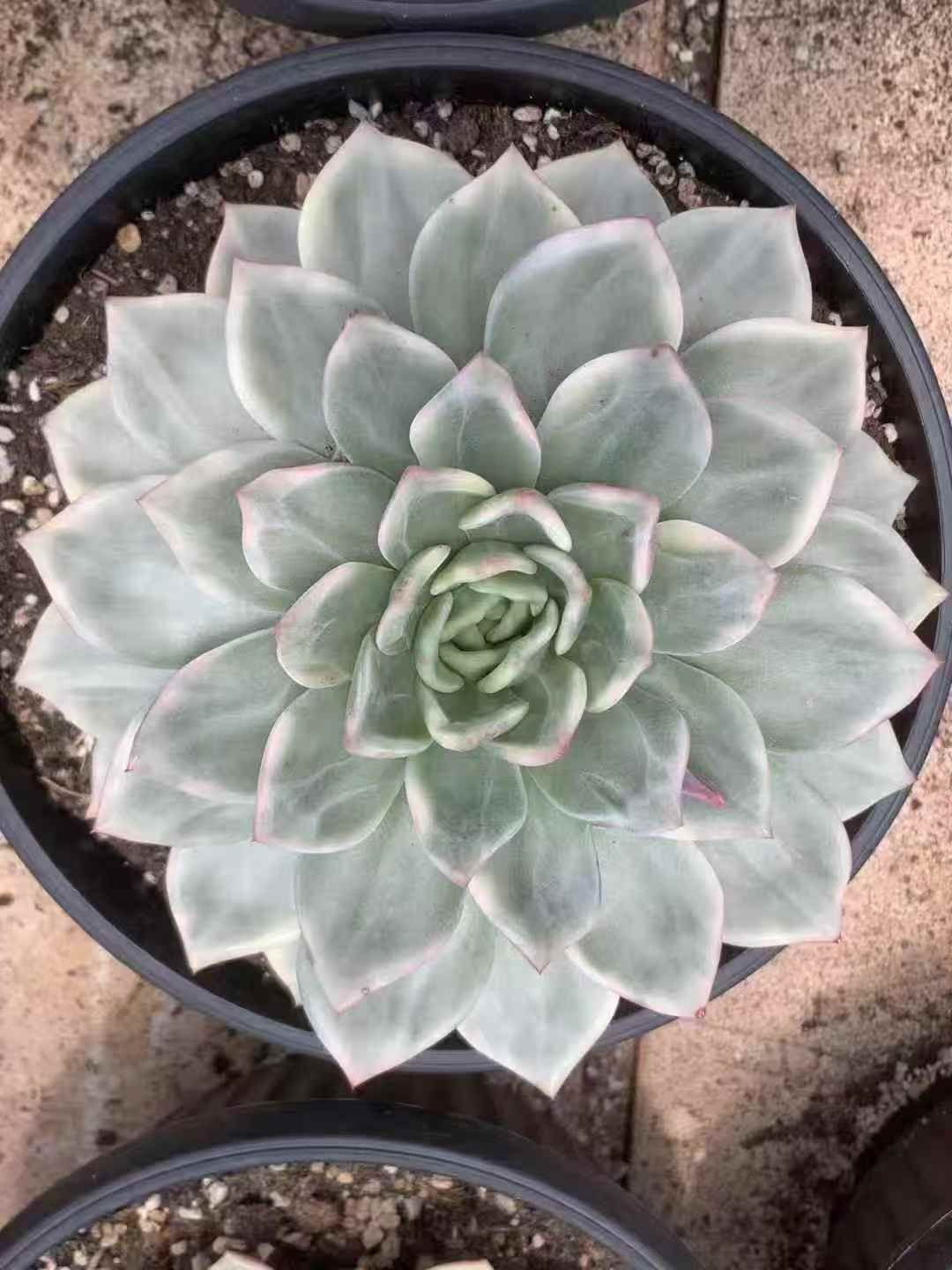 6株の抜き苗セット シャンパン錦 多肉植物 佐川急便発送 エケベリア 韓国苗 LX51