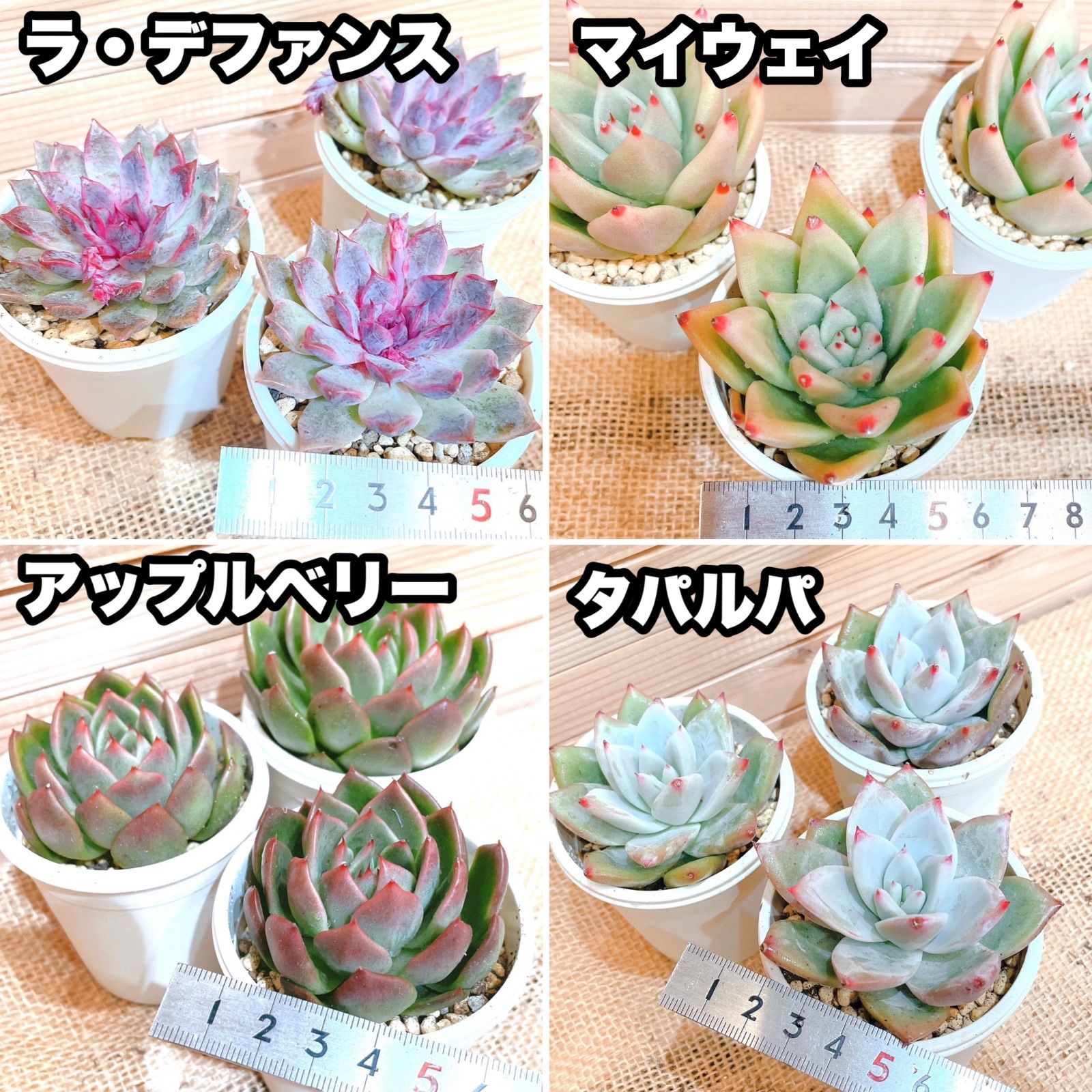 ギフト 【SALE】多肉植物 5苗セット② | ochge.org