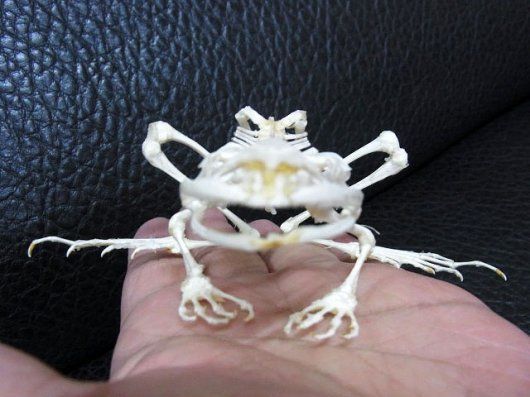 ヌマガエル（Cricket Frog）の骨格標本 ☆即納☆ B級品 ヌマガエル（Cricket Frog）の骨格標本 - 頭骨