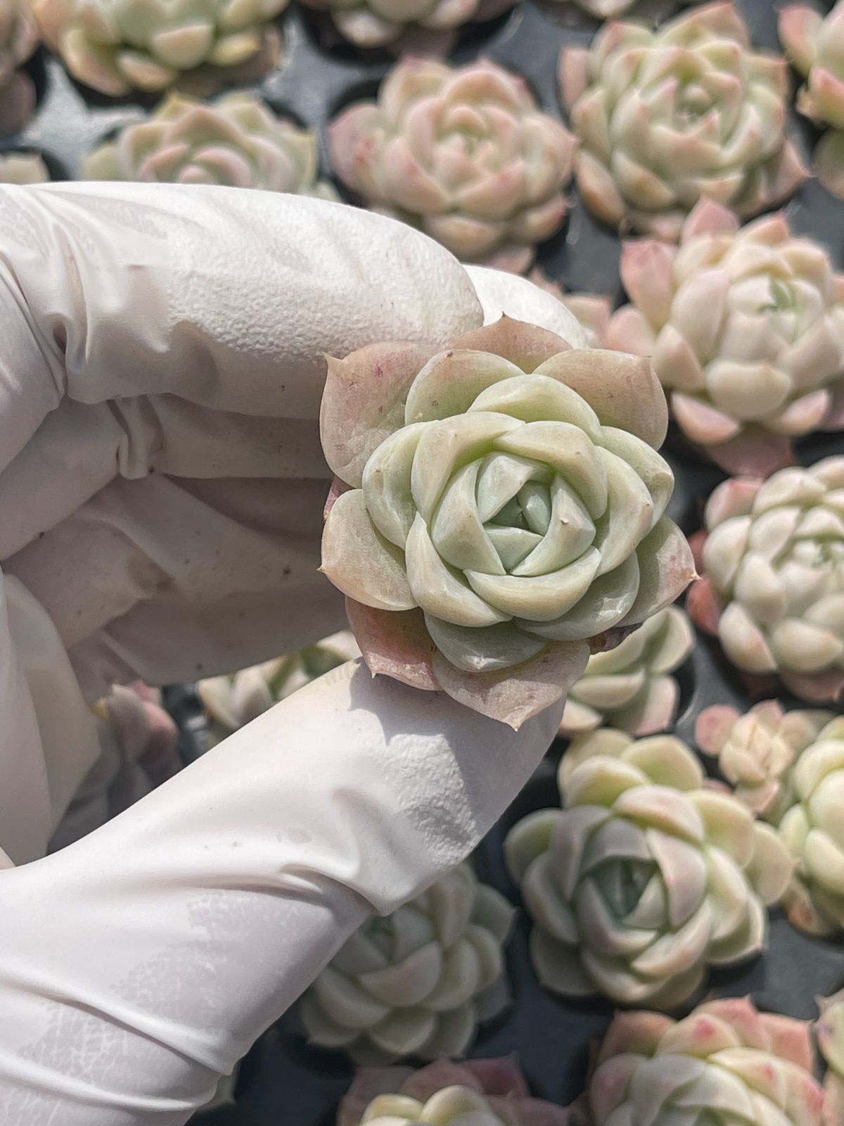 128株 S131-4 多肉植物 エケベリア シェワ 超美苗 サボテン 観葉植物