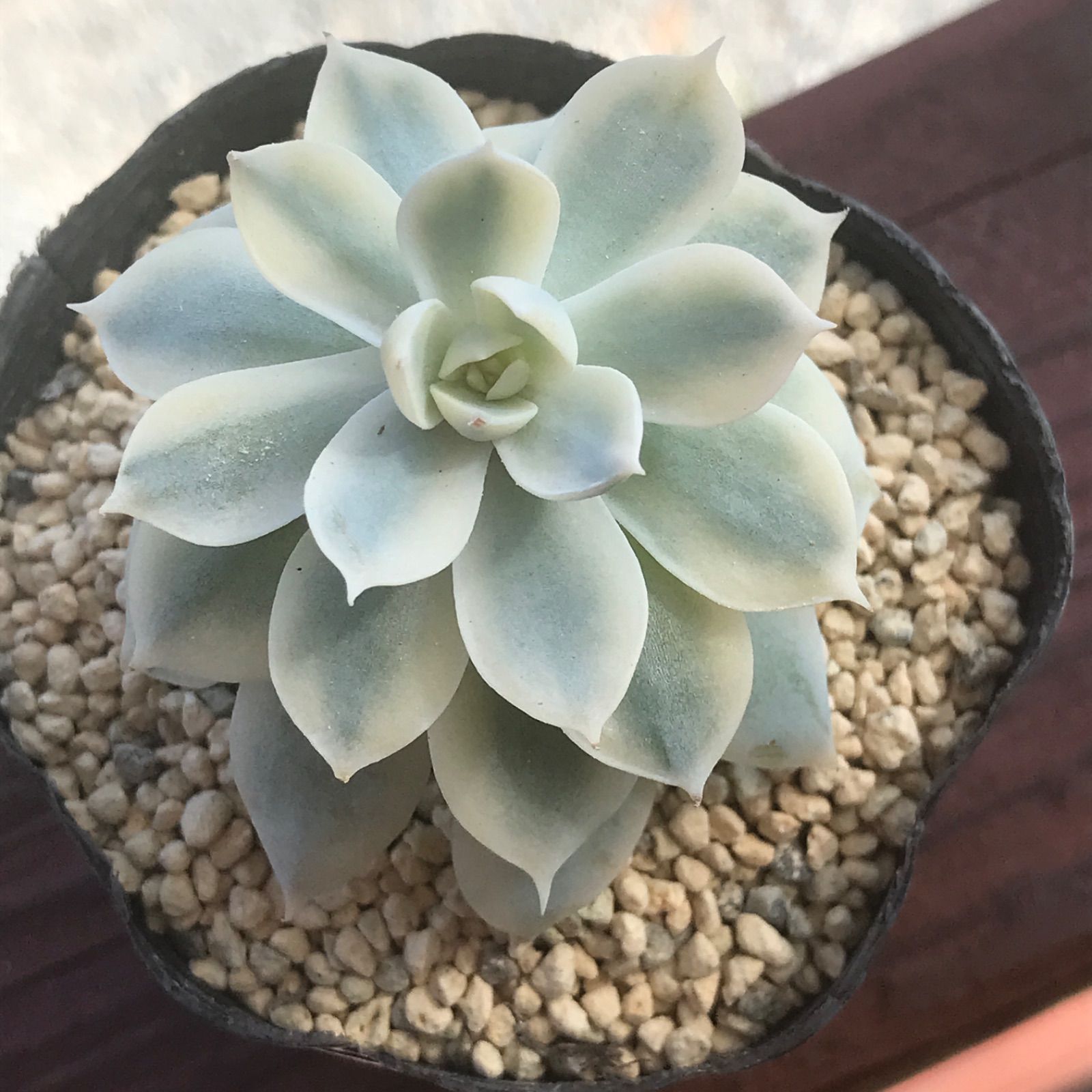み*さ様 E-578×12株 メデューサ錦 抜き苗 多肉植物 エケベリア み*さ様 E-578×12株 メデューサ錦 抜き苗 多肉植物 エケベリア