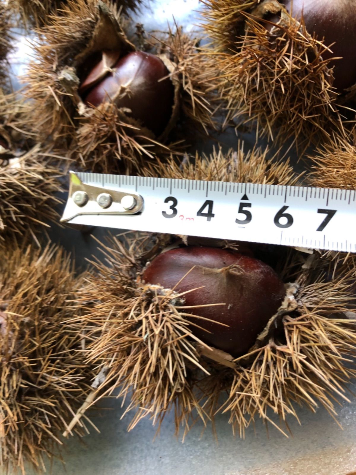 無農薬栗 イガ付き栗 予約開始