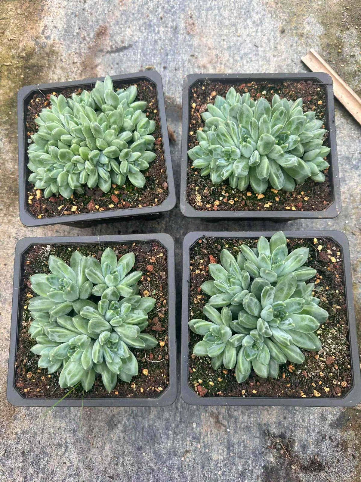 多肉植物 アエオニウム