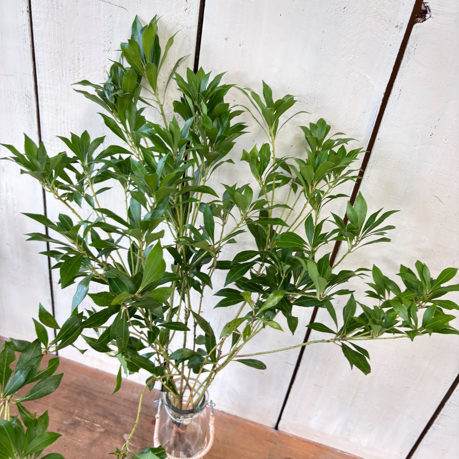 アセビ（馬酔木）切枝50㎝くらい約3本束 生花 枝物 - メルカリ