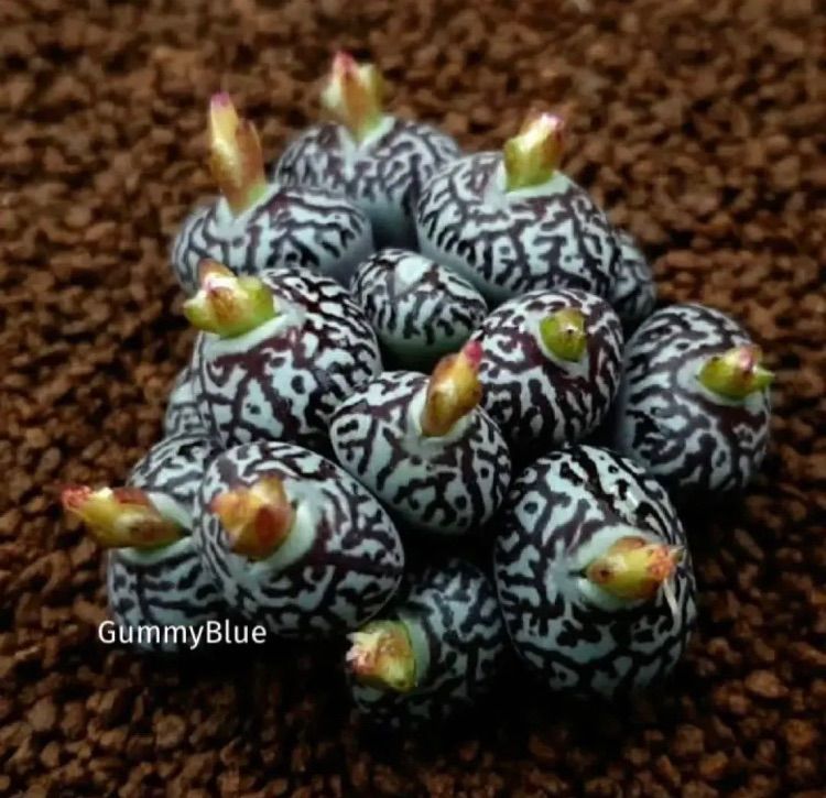 多肉植物 コノフィツム ウィッテベルゲンセ klipfontein 種子