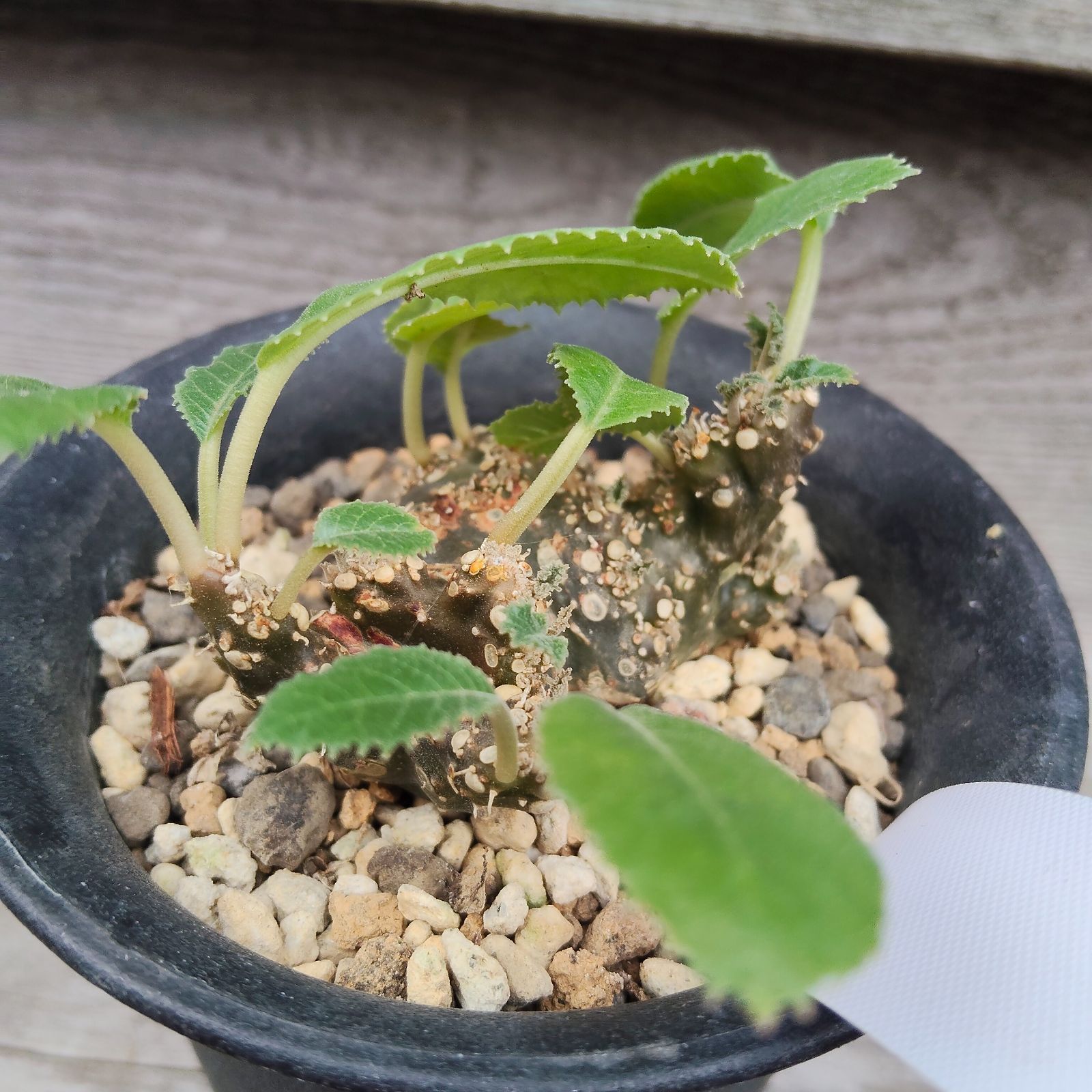 ドルステニア 綴化a モンストローサ フォエチダ クリスタータ 希少