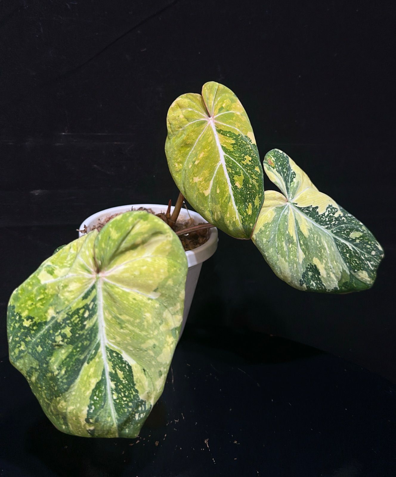 19 フィロデンドロン　グロリオーサム　トリカラー　　斑入り　極美斑 19 フィロデンドロン グロリオーサム トリカラー 斑入り 極美斑 19