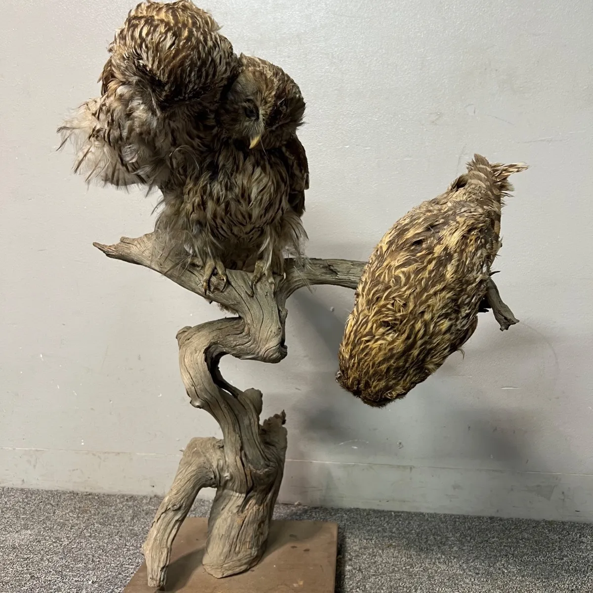 2025年最新】フクロウ剥製の人気アイテム - メルカリ